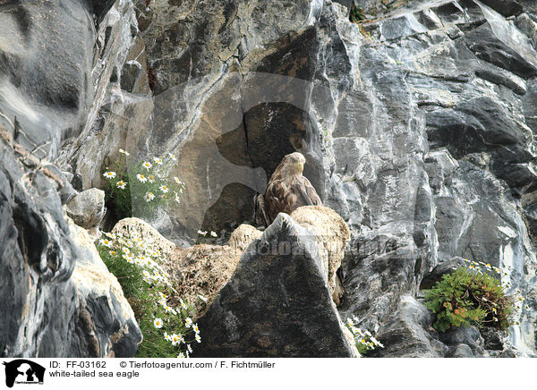 white-tailed sea eagle / FF-03162