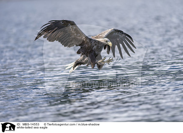 white-tailed sea eagle / MBS-14553