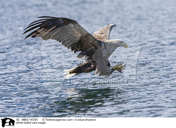 white-tailed sea eagle / MBS-14555
