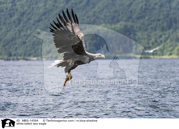 white-tailed sea eagle / MBS-14564