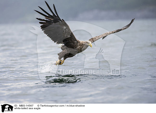white-tailed sea eagle / MBS-14567