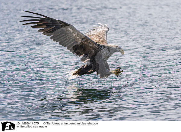 white-tailed sea eagle / MBS-14575