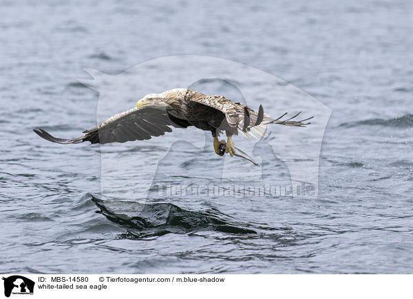 Seeadler / white-tailed sea eagle / MBS-14580