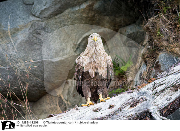 white-tailed sea eagle / MBS-18208