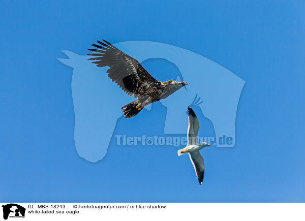 Seeadler / white-tailed sea eagle / MBS-18243