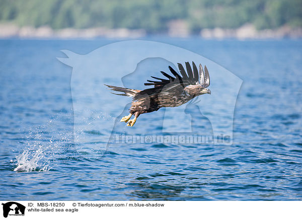 white-tailed sea eagle / MBS-18250