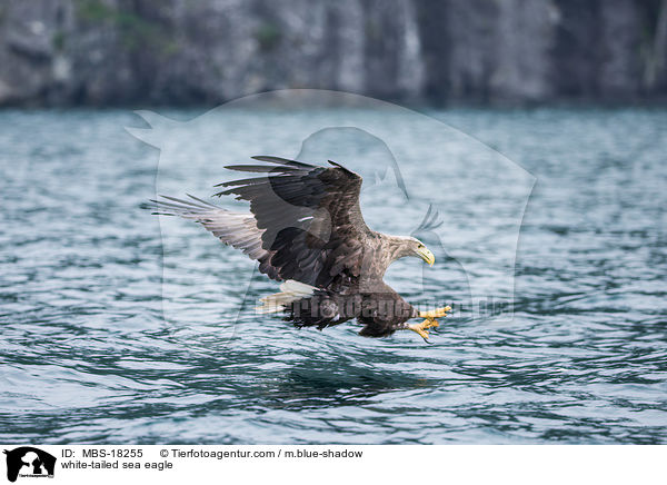 white-tailed sea eagle / MBS-18255