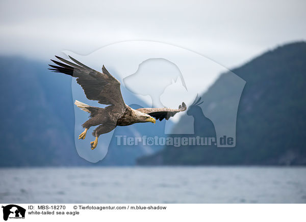 white-tailed sea eagle / MBS-18270