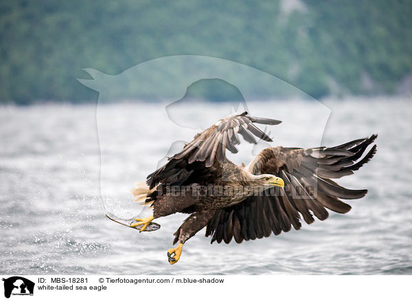 white-tailed sea eagle / MBS-18281