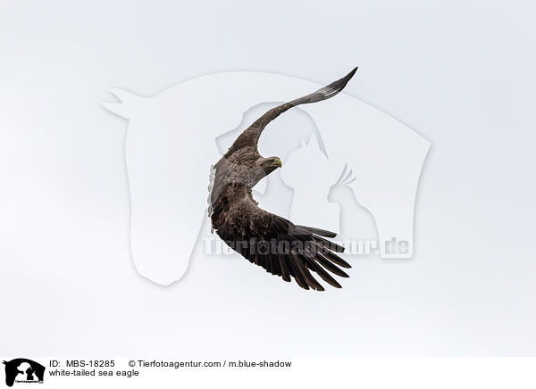 white-tailed sea eagle / MBS-18285