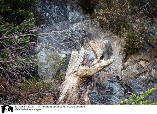 Seeadler / white-tailed sea eagle / MBS-18308