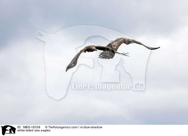 white-tailed sea eagles / MBS-18338
