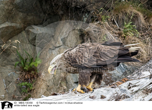 Seeadler / white-tailed sea eagle / MBS-18358