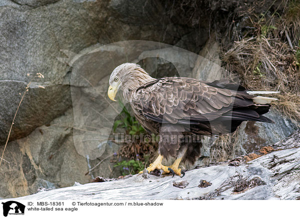 white-tailed sea eagle / MBS-18361