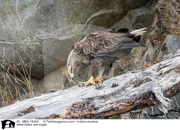 white-tailed sea eagle / MBS-18363