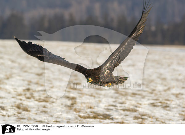 flying white-tailed eagle / PW-05958