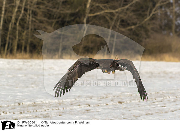 flying white-tailed eagle / PW-05961