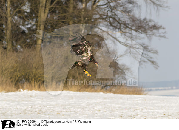 flying white-tailed eagle / PW-05964