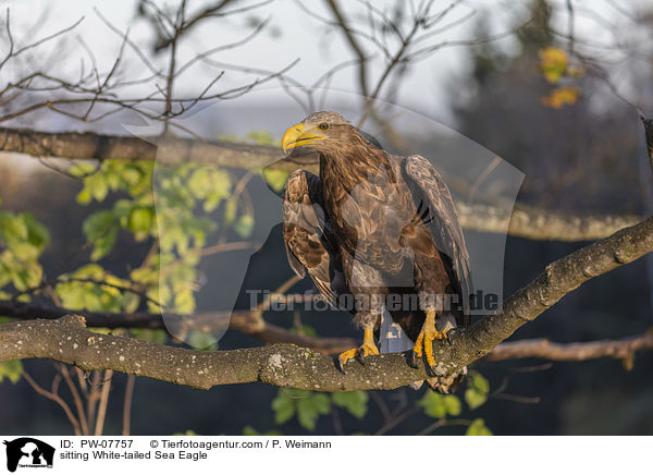 sitting White-tailed Sea Eagle / PW-07757