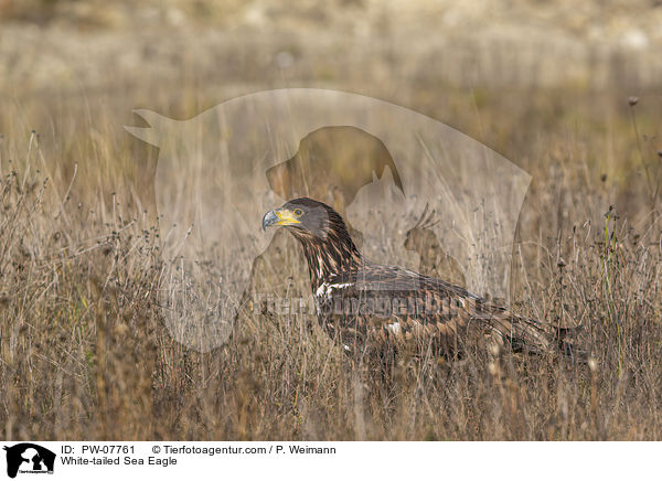 White-tailed Sea Eagle / PW-07761