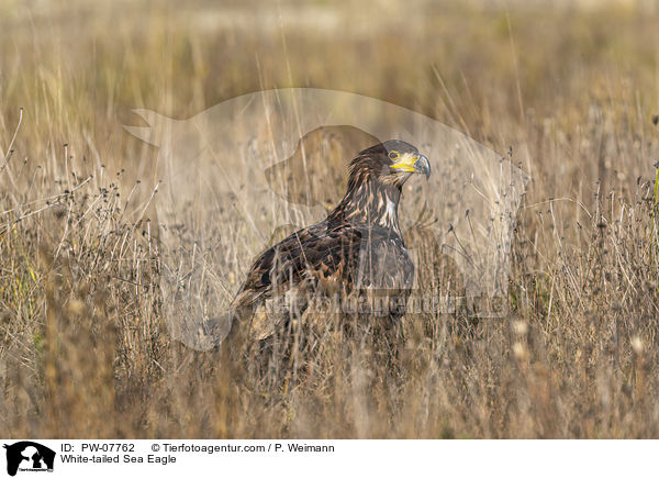 White-tailed Sea Eagle / PW-07762