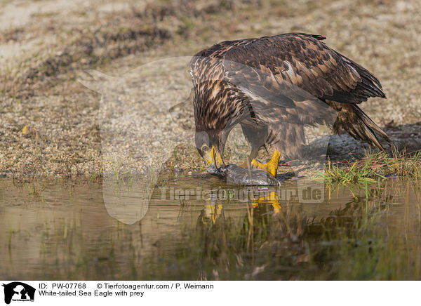 White-tailed Sea Eagle with prey / PW-07768