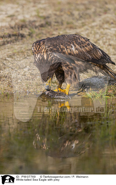 White-tailed Sea Eagle with prey / PW-07769