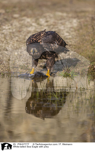 Seeadler mit Beute / White-tailed Sea Eagle with prey / PW-07777