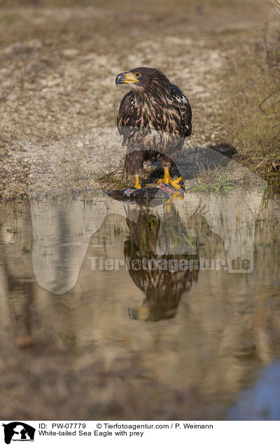 White-tailed Sea Eagle with prey / PW-07779