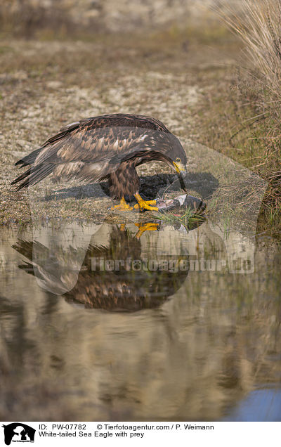 White-tailed Sea Eagle with prey / PW-07782
