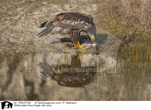 White-tailed Sea Eagle with prey / PW-07784
