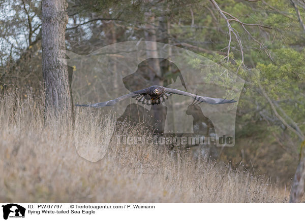 fliegender Seeadler / flying White-tailed Sea Eagle / PW-07797