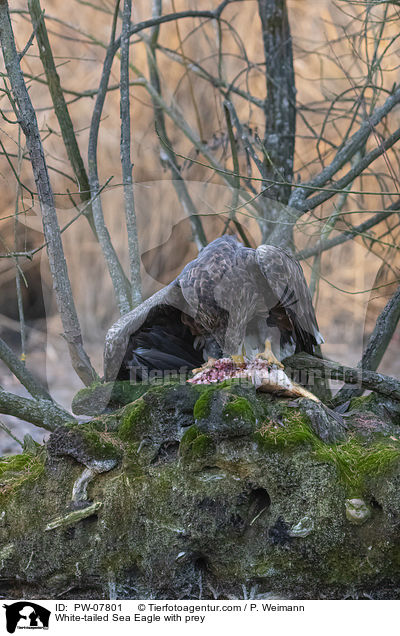 White-tailed Sea Eagle with prey / PW-07801