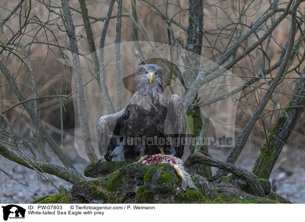 White-tailed Sea Eagle with prey / PW-07803