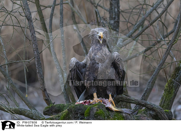 Seeadler mit Beute / White-tailed Sea Eagle with prey / PW-07808