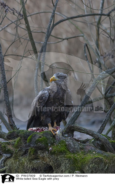 White-tailed Sea Eagle with prey / PW-07809