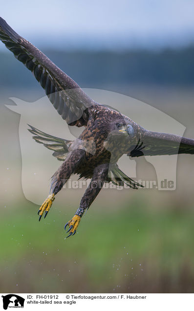 white-tailed sea eagle / FH-01912