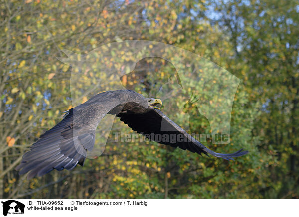 white-tailed sea eagle / THA-09652