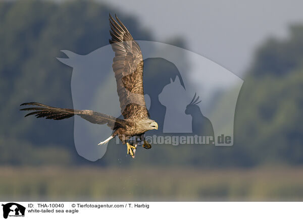 white-tailed sea eagle / THA-10040