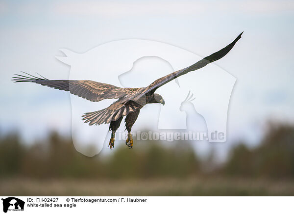 Seeadler / white-tailed sea eagle / FH-02427