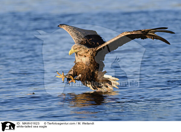 Seeadler / white-tailed sea eagle / MAW-01623