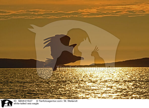 Seeadler / white-tailed sea eagle / MAW-01627