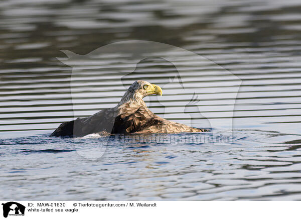 Seeadler / white-tailed sea eagle / MAW-01630