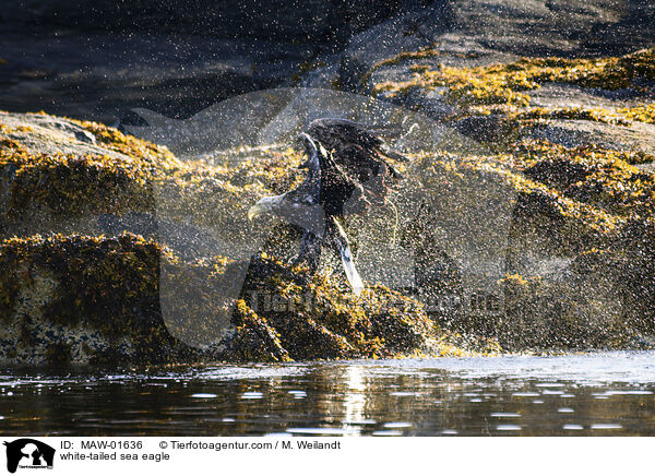 Seeadler / white-tailed sea eagle / MAW-01636