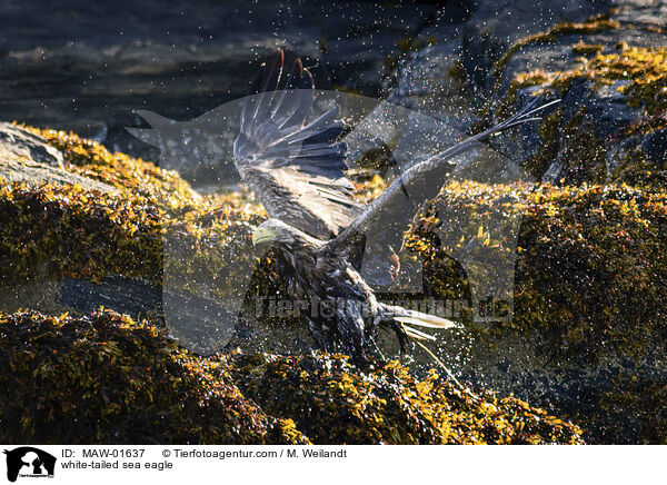 white-tailed sea eagle / MAW-01637