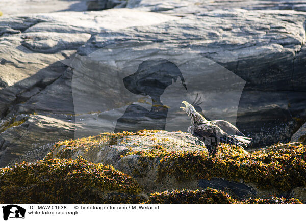 white-tailed sea eagle / MAW-01638