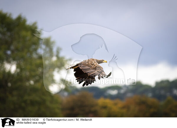 white-tailed sea eagle / MAW-01639