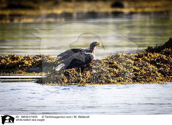 Seeadler / white-tailed sea eagle / MAW-01640