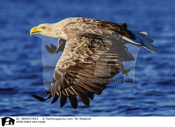 Seeadler / white-tailed sea eagle / MAW-01643