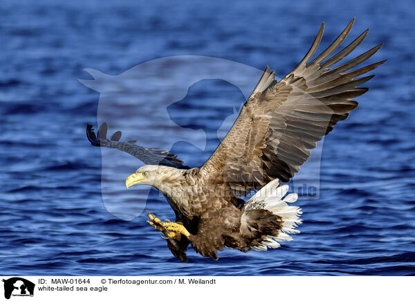 Seeadler / white-tailed sea eagle / MAW-01644